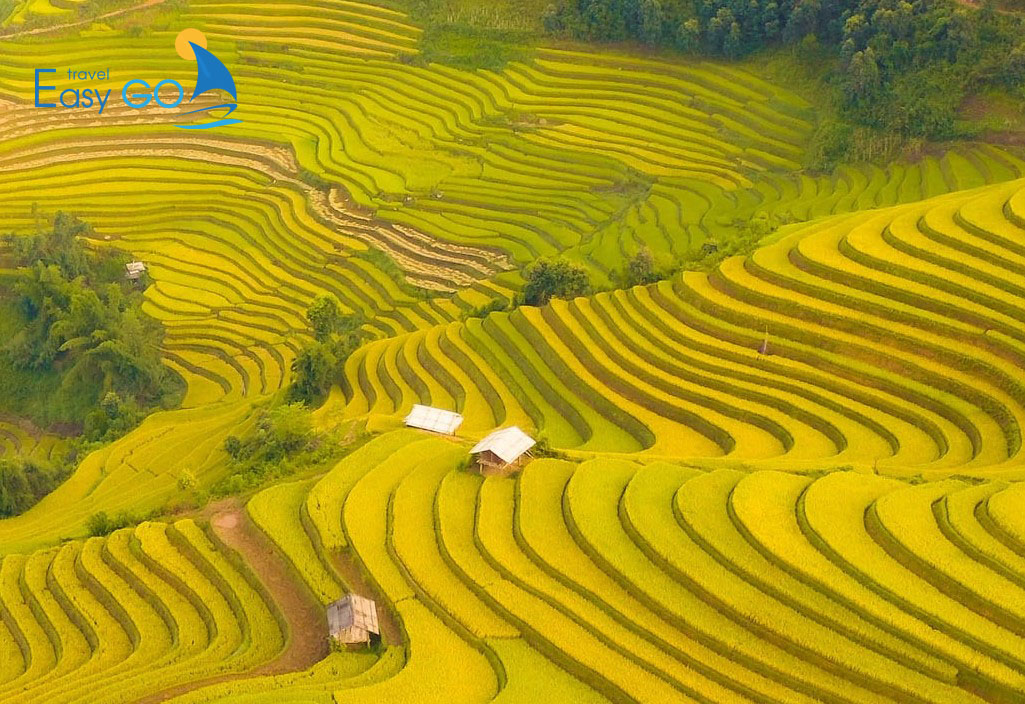 Tour Du Lịch Mù Cang Chải 3 Ngày 2 Đêm Mùa Lúa Chín Từ Hà Nội