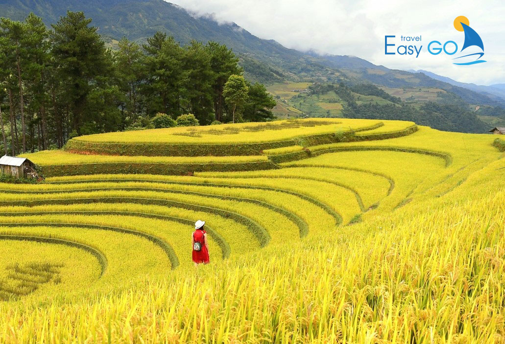 Tour Du Lịch Mù Cang Chải 3 Ngày 2 Đêm Mùa Lúa Chín Từ Hà Nội