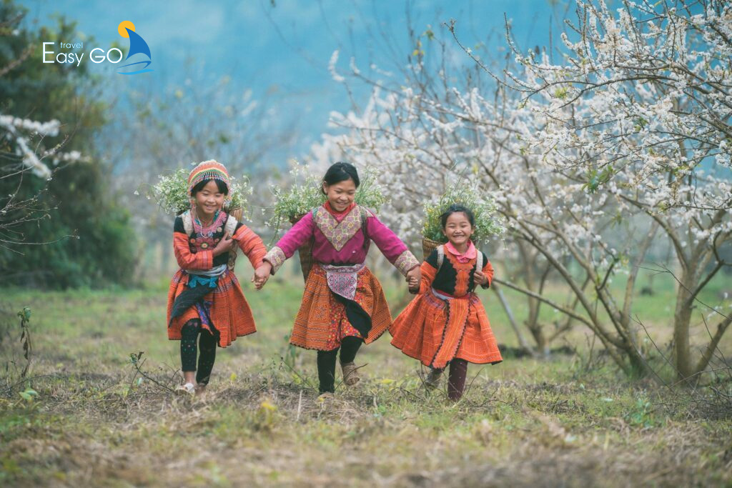 TOUR HÀ NỘI - MỘC CHÂU 3 NGÀY 2 ĐÊM | TOUR DU LỊCH LỄ 2/9