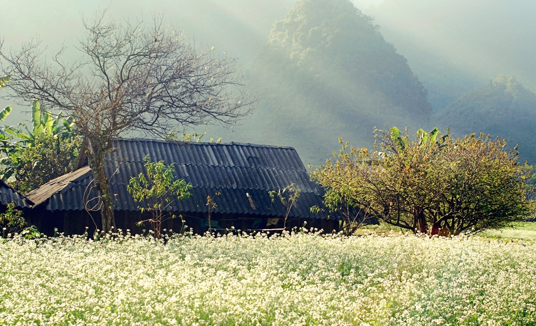 Tour Du Lịch Mộc Châu - Mai Châu 3 Ngày 2 Đêm Từ Hà Nội