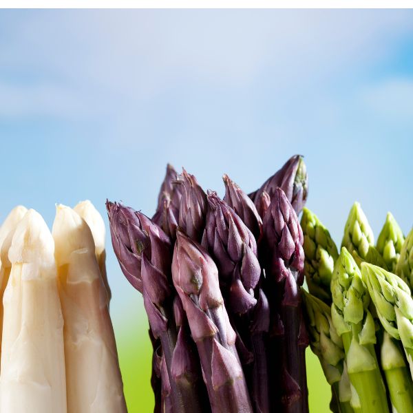 Những giống măng tây năng suất nhất trên thế giới