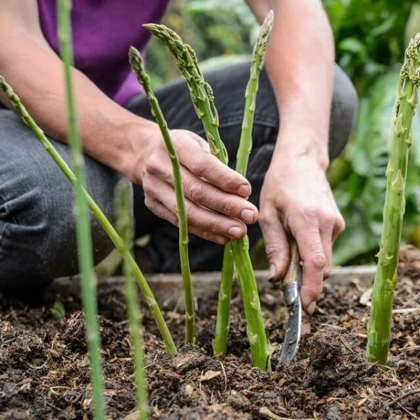 Ưu điểm vượt trội của măng tây giống Hà Lan