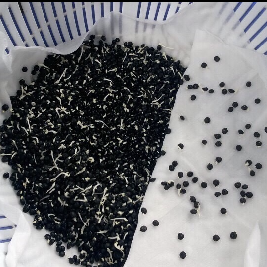 Hướng dẫn ươm măng tây từ hạt