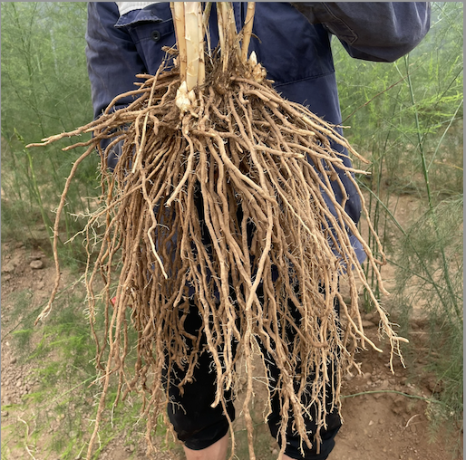 Trồng măng tây từ gốc (rễ)