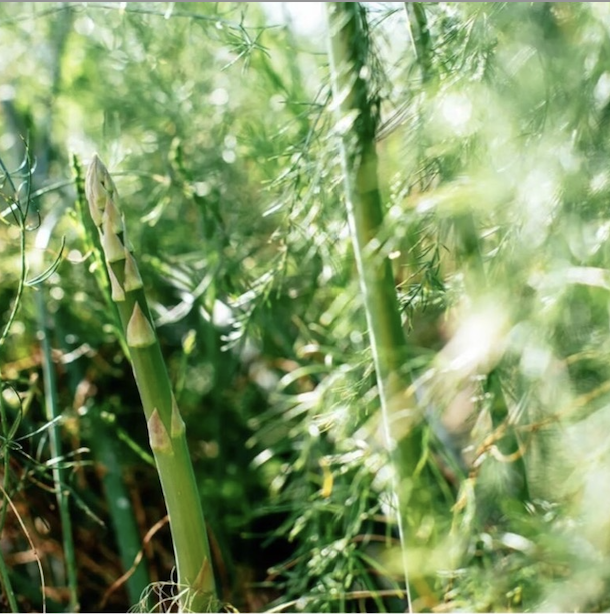 Mô hình trồng măng tây theo hướng vườn sinh thái