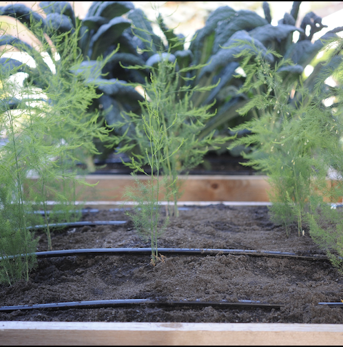 Cách trồng măng tây tại nhà cho người mới bắt đầu