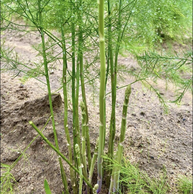 Hướng dẫn cắt tỉa măng tây và nuôi cây mẹ