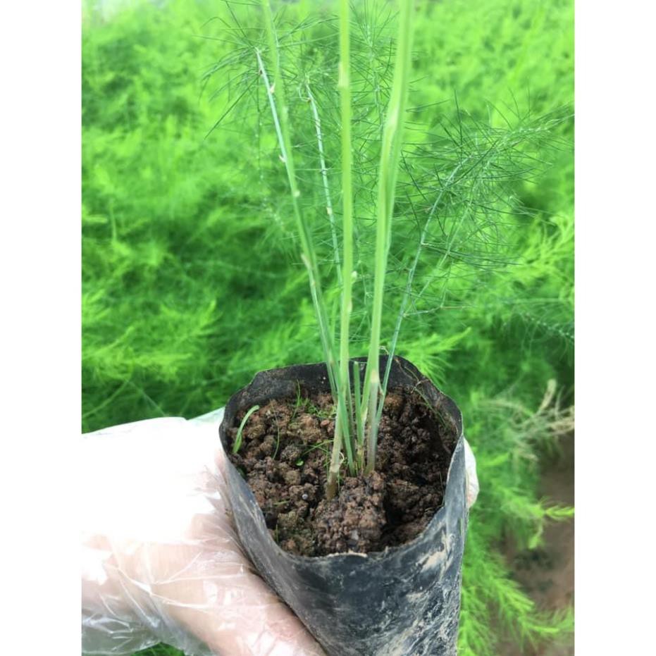 Hạt giống măng tây Grande - Walker Brothes - Mỹ