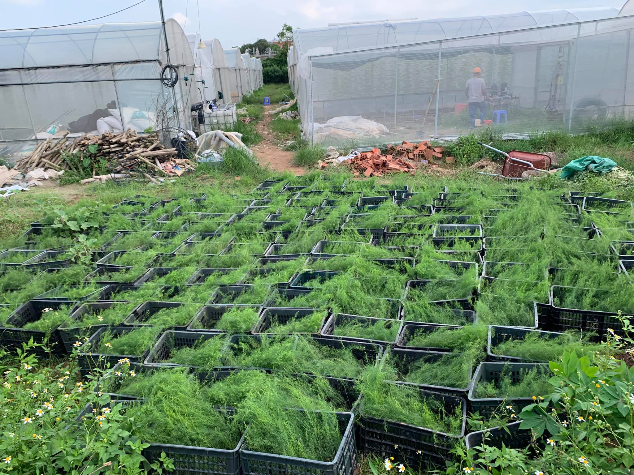 Cây giống măng tây xanh - Giống Hà Lan