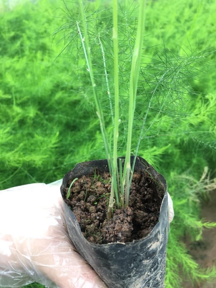 Cây giống măng tây xanh - Giống Mỹ