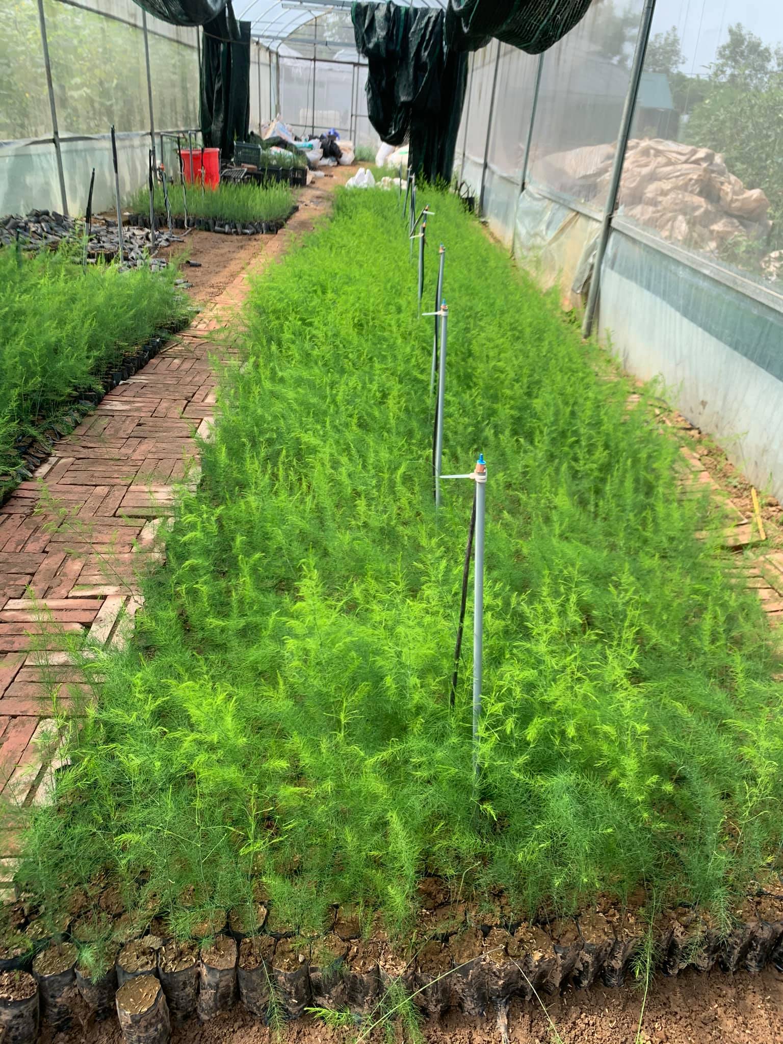 Cây giống măng tây xanh - Giống Hà Lan