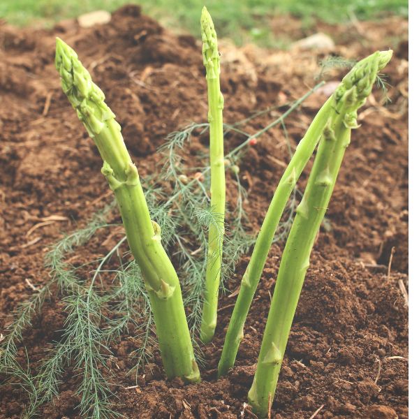 Hạt giống măng tây Atlas - Walker Brothes - Mỹ