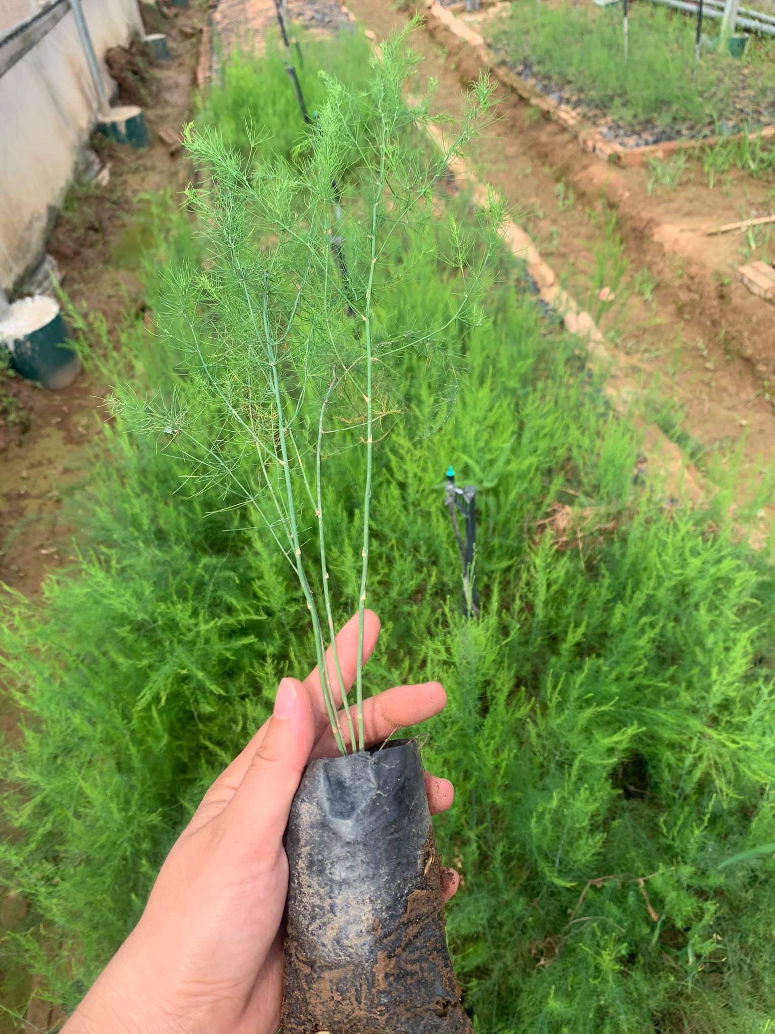 Cây giống măng tây tím - Giống Nhật Bản