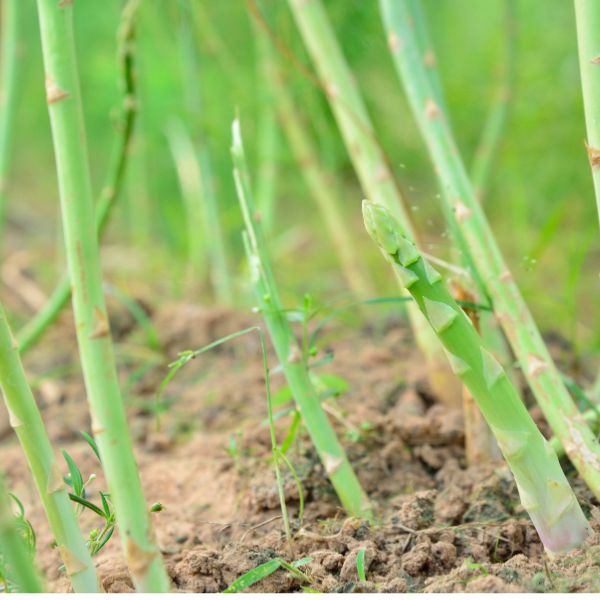 Hạt giống măng tây Grande - Walker Brothes - Mỹ