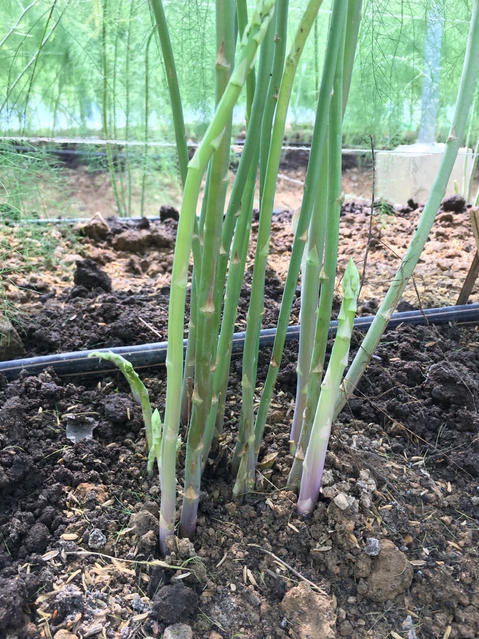 Gốc cây măng tây Nhật Bản