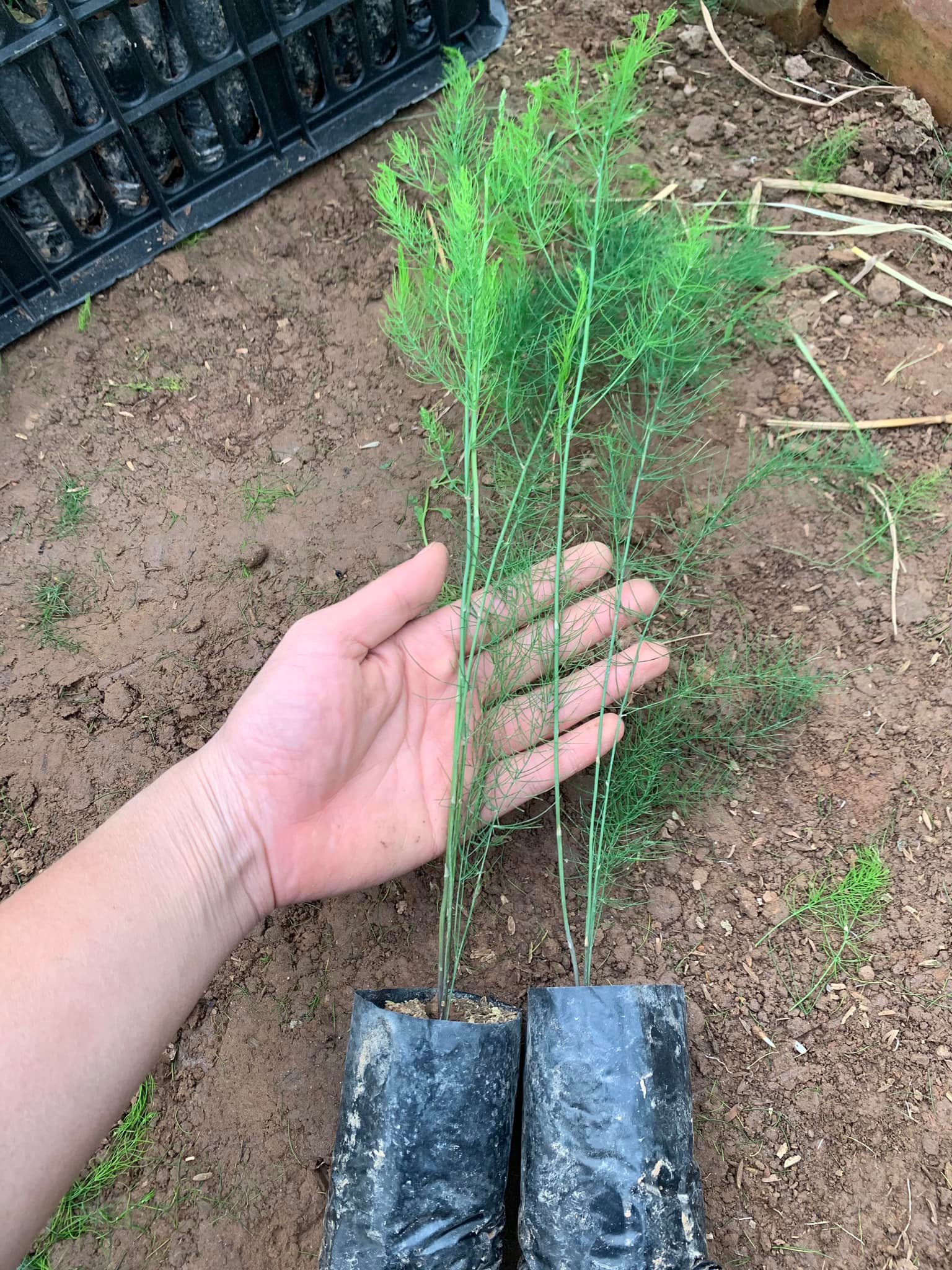 Cây giống măng tây xanh - Giống Mỹ