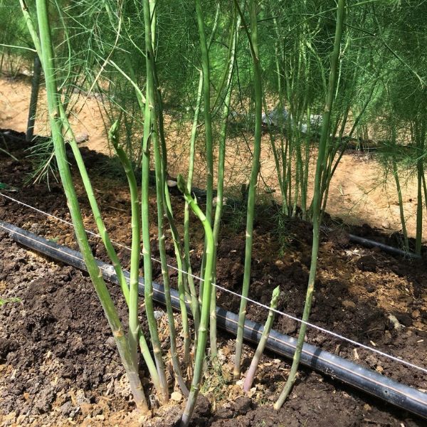 Hạt giống măng tây Atlas - Walker Brothes - Mỹ