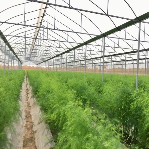 Hạt giống măng tây Radius - Bejo - Hà Lan