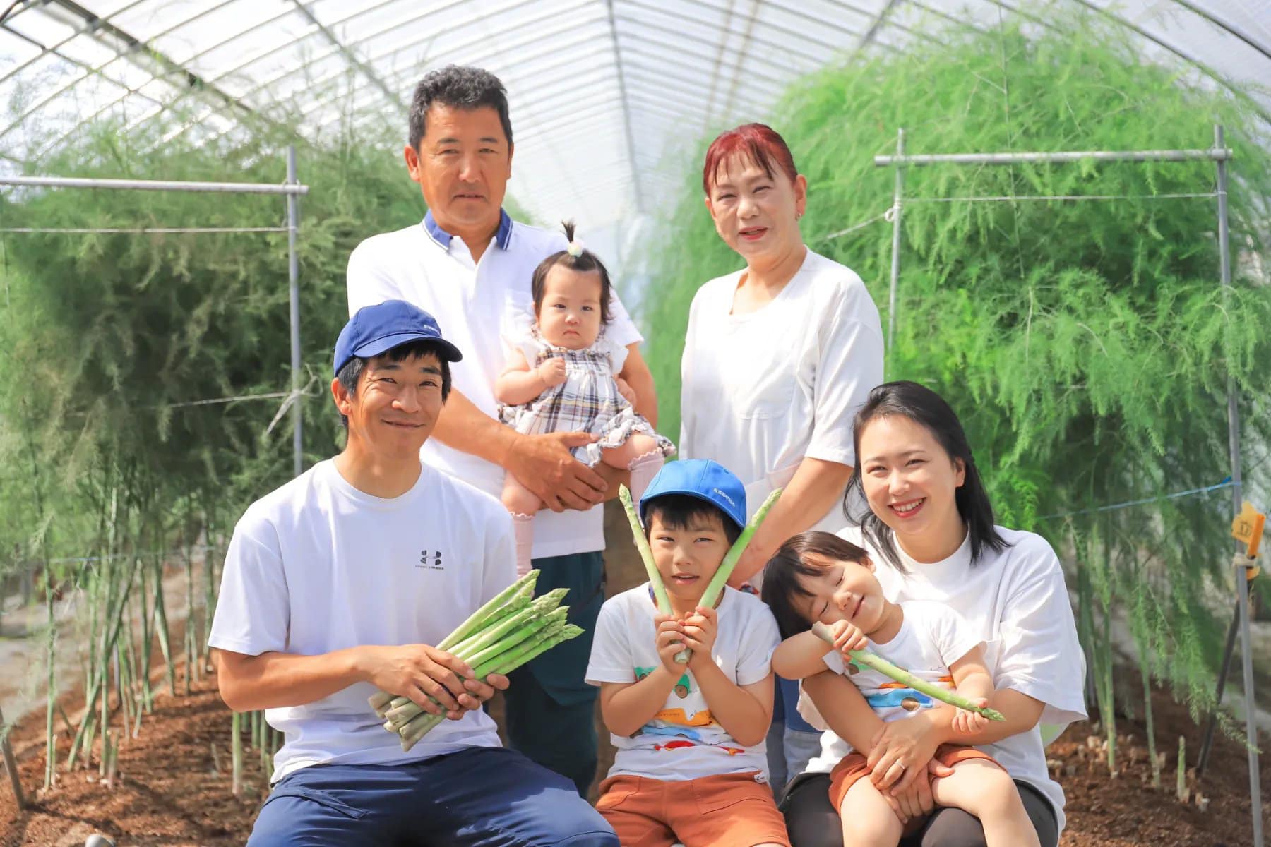 Hạt giống măng tây xanh cao cấp Nhật Bản (100% giống đực)