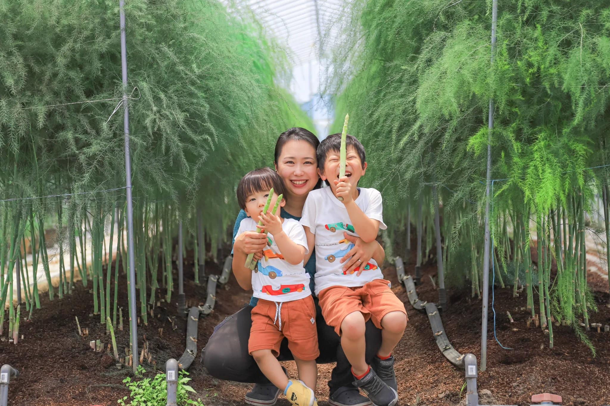 Gốc cây măng tây Nhật Bản