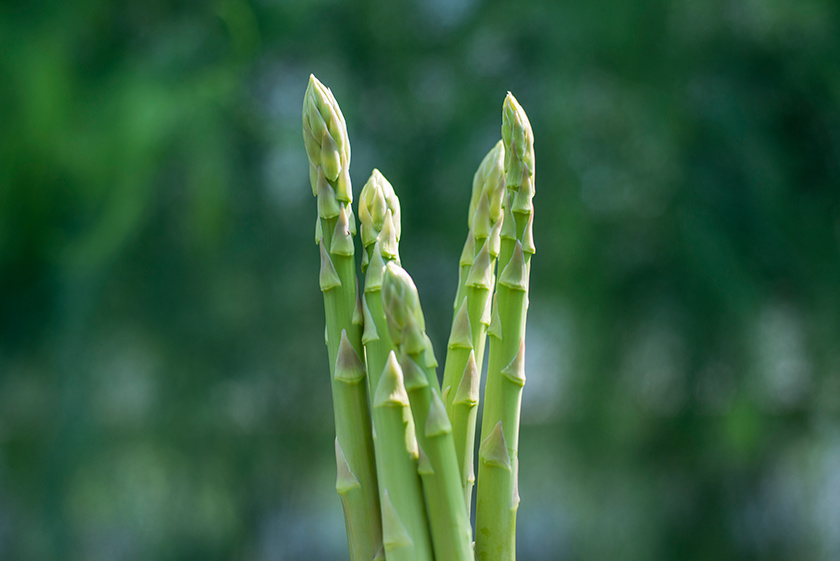 Hạt giống măng tây xanh Nhật Bản