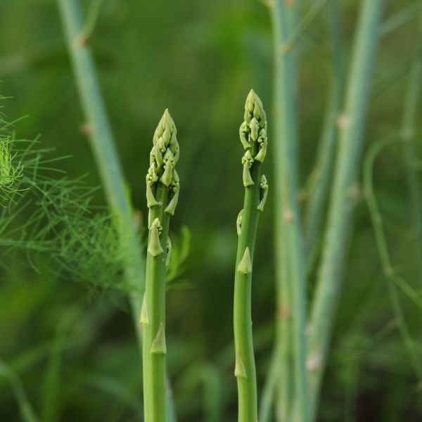 Hạt giống măng tây Atlas - Walker Brothes - Mỹ