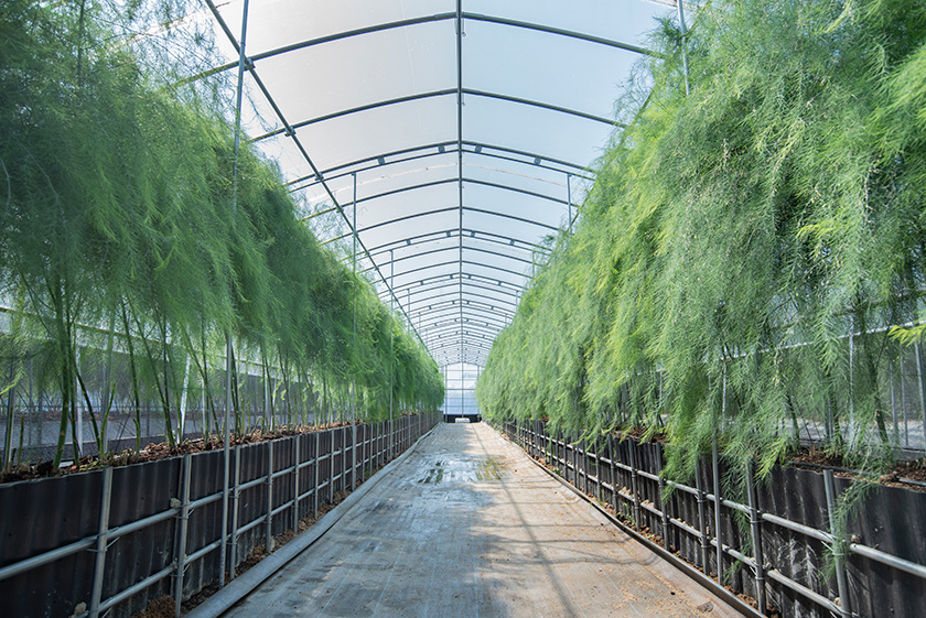 Hạt giống măng tây xanh cao cấp Nhật Bản (100% giống đực)