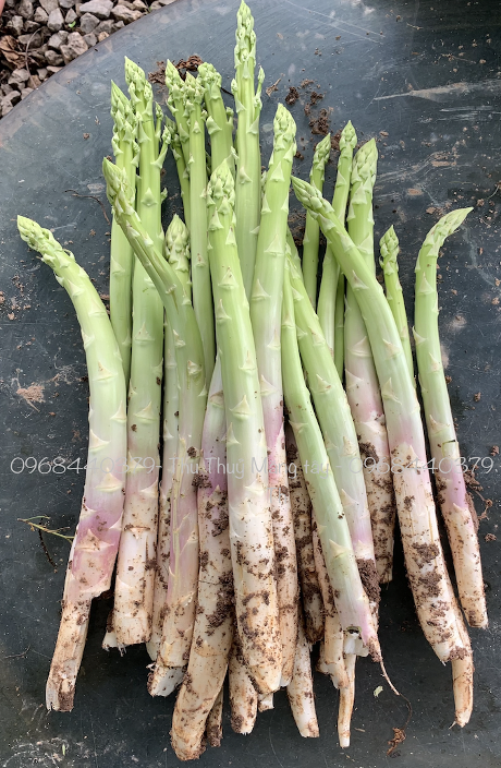 Hạt giống măng tây Radius - Bejo - Hà Lan