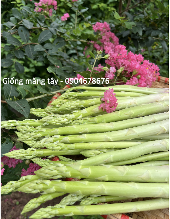 Hạt giống măng tây Radius - Bejo - Hà Lan