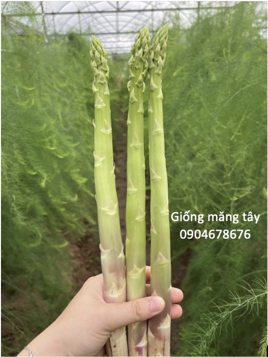 Hạt giống măng tây Radius - Bejo - Hà Lan