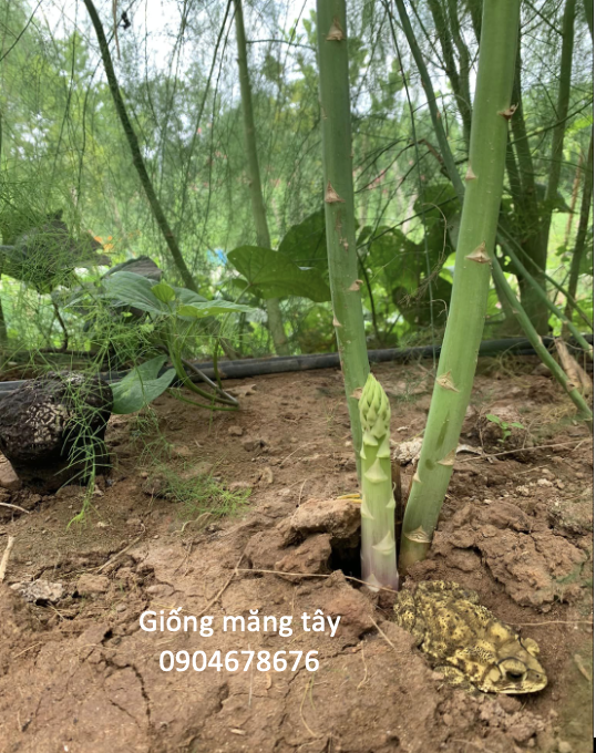 Hạt giống măng tây Radius - Bejo - Hà Lan