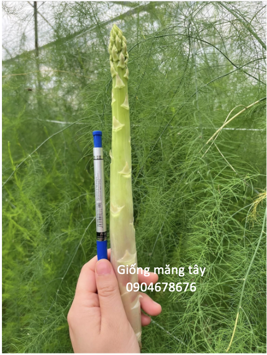 Hạt giống măng tây Radius - Bejo - Hà Lan