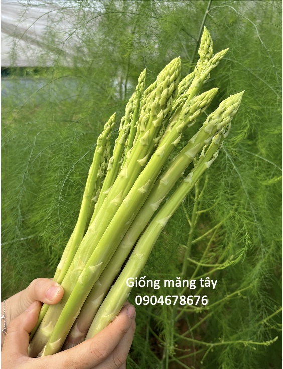 Hạt giống măng tây Radius - Bejo - Hà Lan