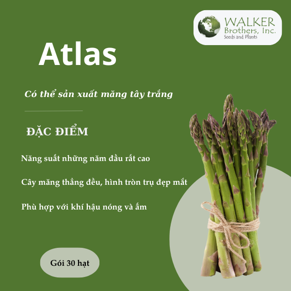 Hạt giống măng tây Atlas - Walker Brothes - Mỹ