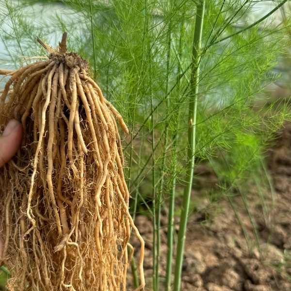 Gốc cây măng tây Nhật Bản