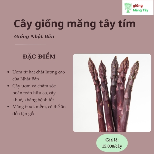 Cây giống măng tây tím - Giống Nhật Bản