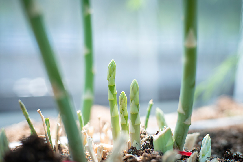 Hạt giống măng tây xanh Nhật Bản