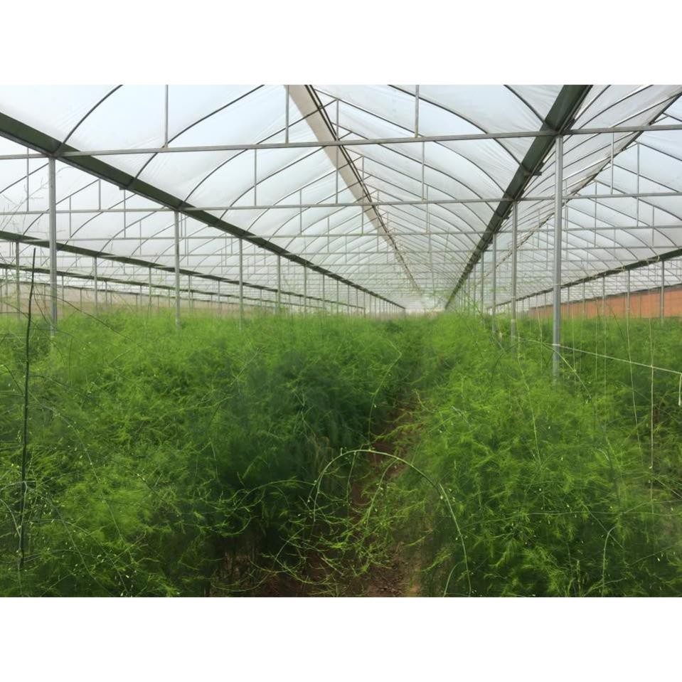 Hạt giống măng tây Sunlim - Limgroup - Hà Lan