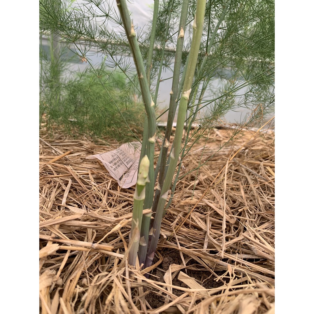 Hạt giống măng tây Grande - Walker Brothes - Mỹ