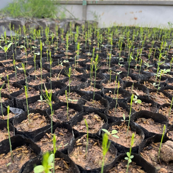 Giá thể ươm măng tây trộn sẵn