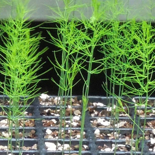 Giá thể ươm măng tây trộn sẵn