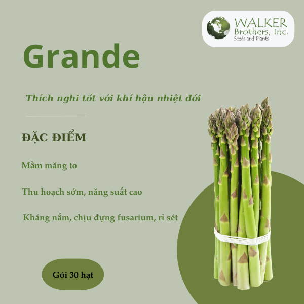 Hạt giống măng tây Grande - Walker Brothes - Mỹ