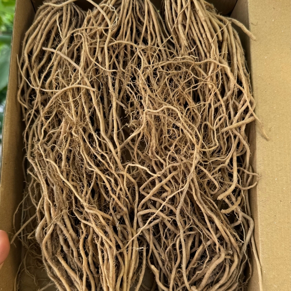 Gốc cây măng tây Nhật Bản