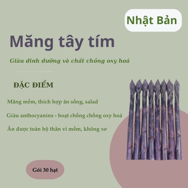Hạt giống măng tây tím Nhật Bản