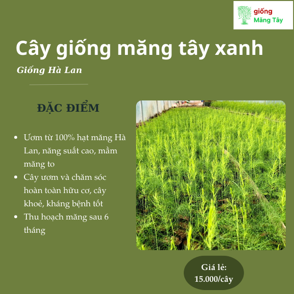 Cây giống măng tây xanh - Giống Hà Lan