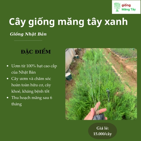 Cây giống măng tây xanh - Giống Nhật Bản