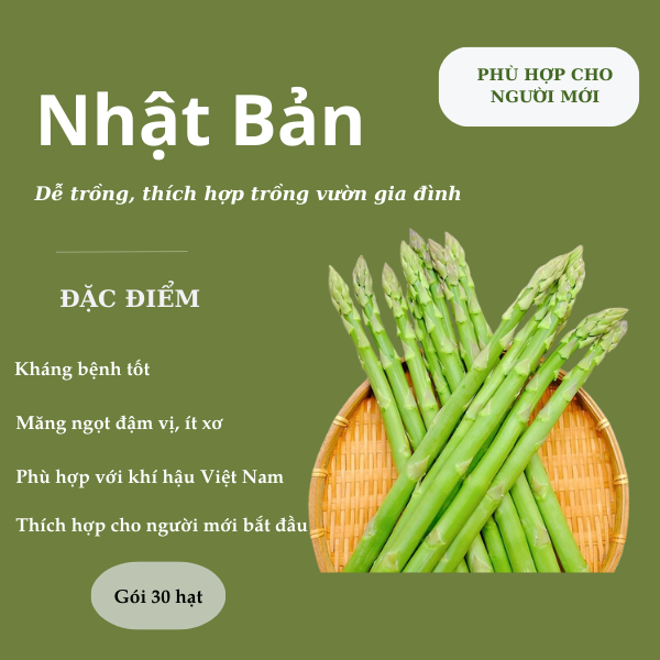 Hạt giống măng tây xanh Nhật Bản