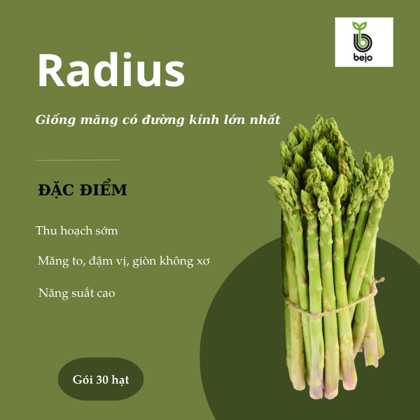 Hạt giống măng tây Radius - Bejo - Hà Lan