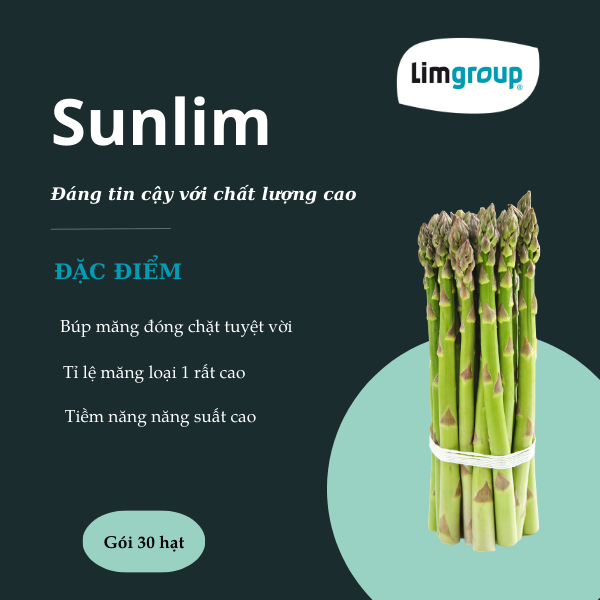 Hạt giống măng tây Sunlim - Limgroup - Hà Lan