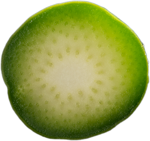 Hạt giống măng tây Sunlim - Limgroup - Hà Lan